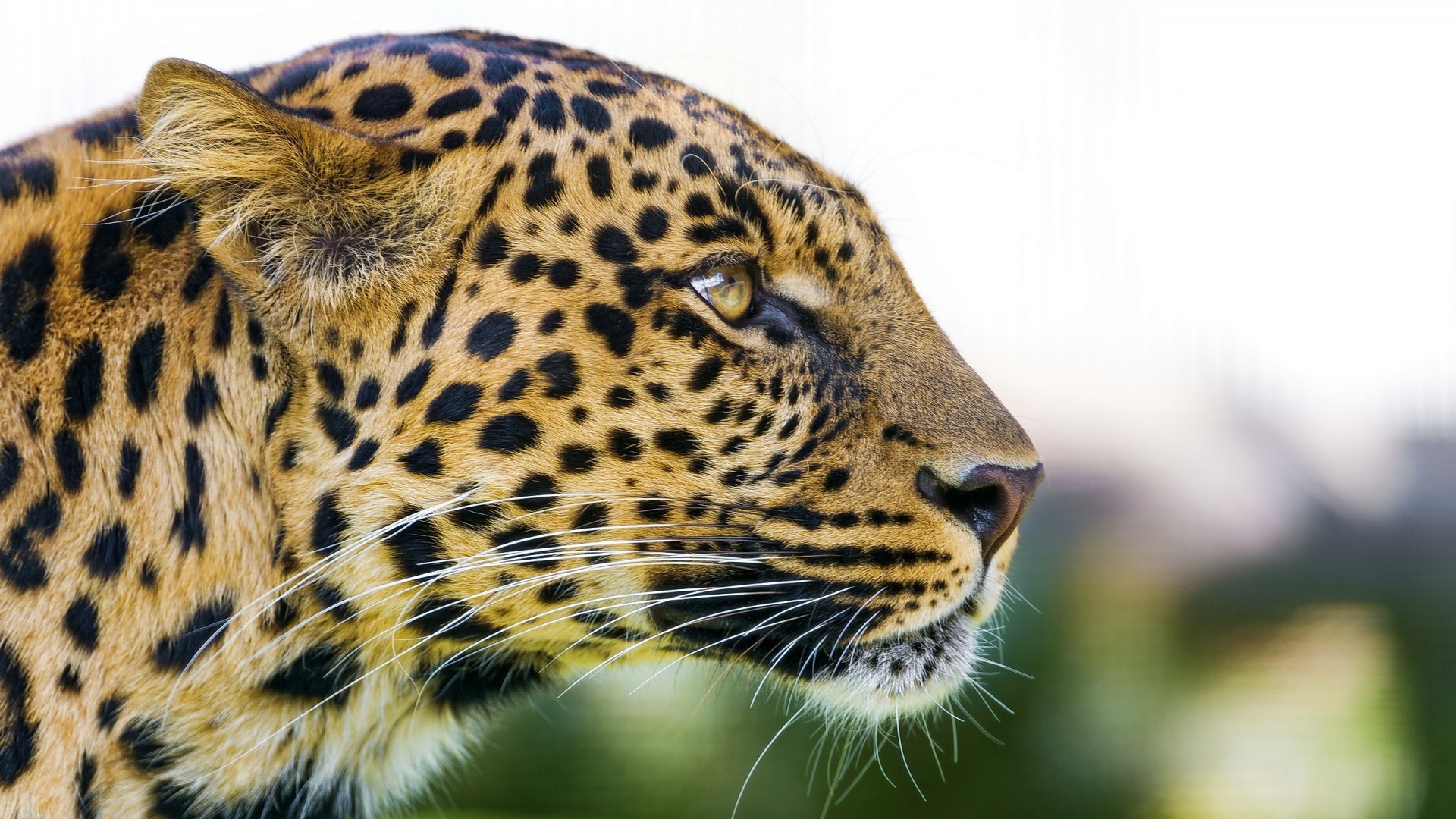 Close-up of a leopard's head HD Wallpaper