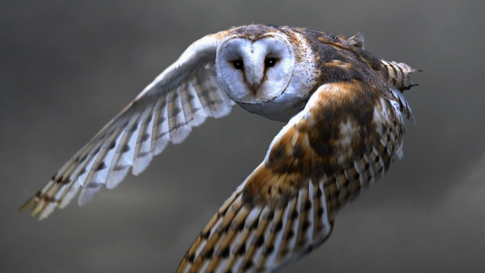 Barn Owl in flight HD Wallpaper