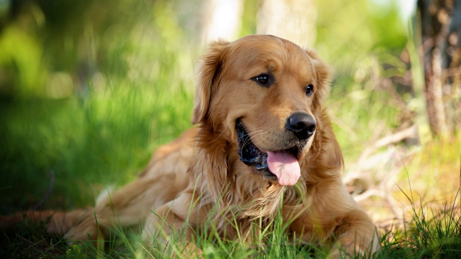 Golden Retriever Dog Lying in Grass HD Wallpaper