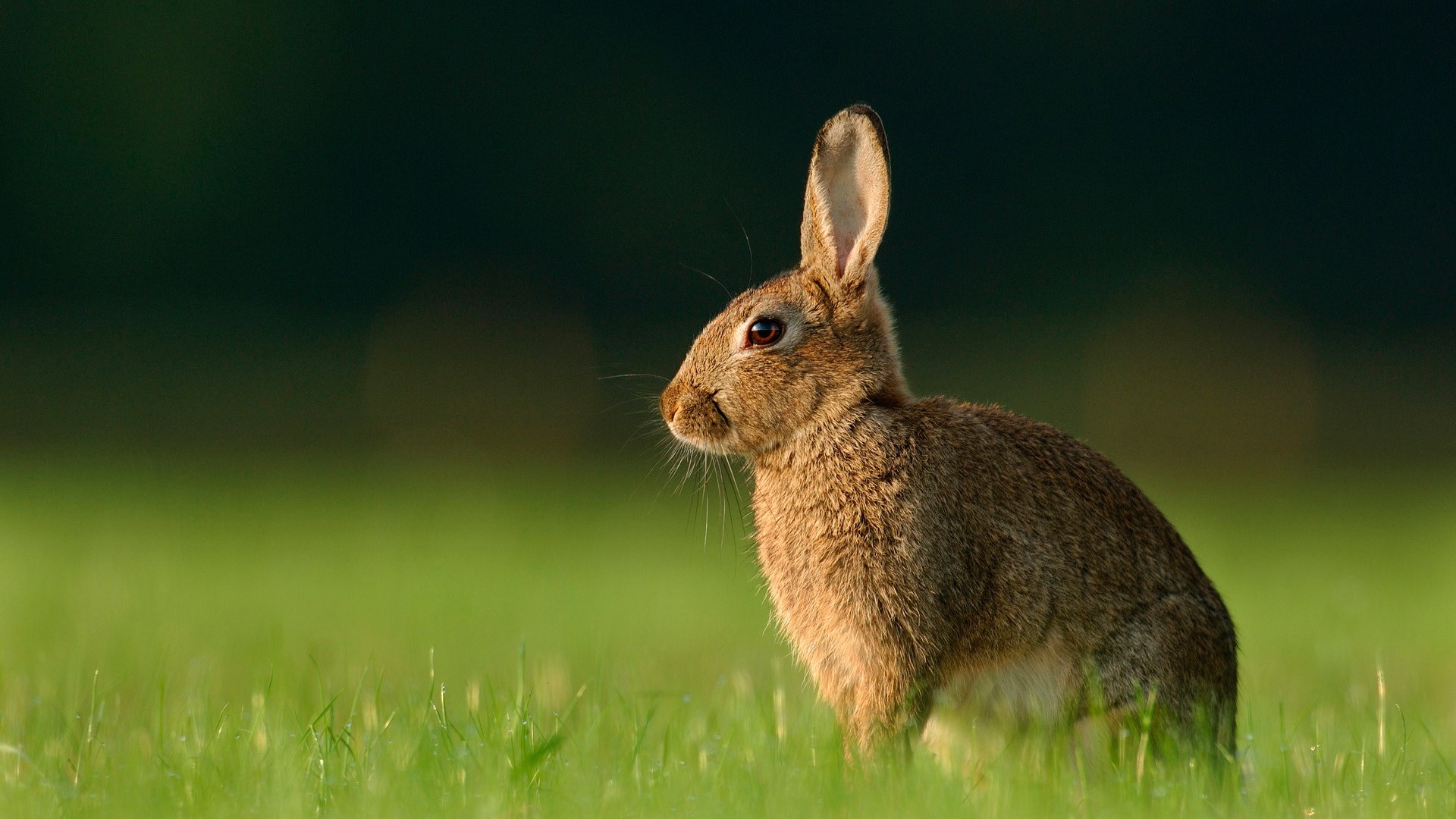 Wild Rabbit on Green Grass HD Wallpaper