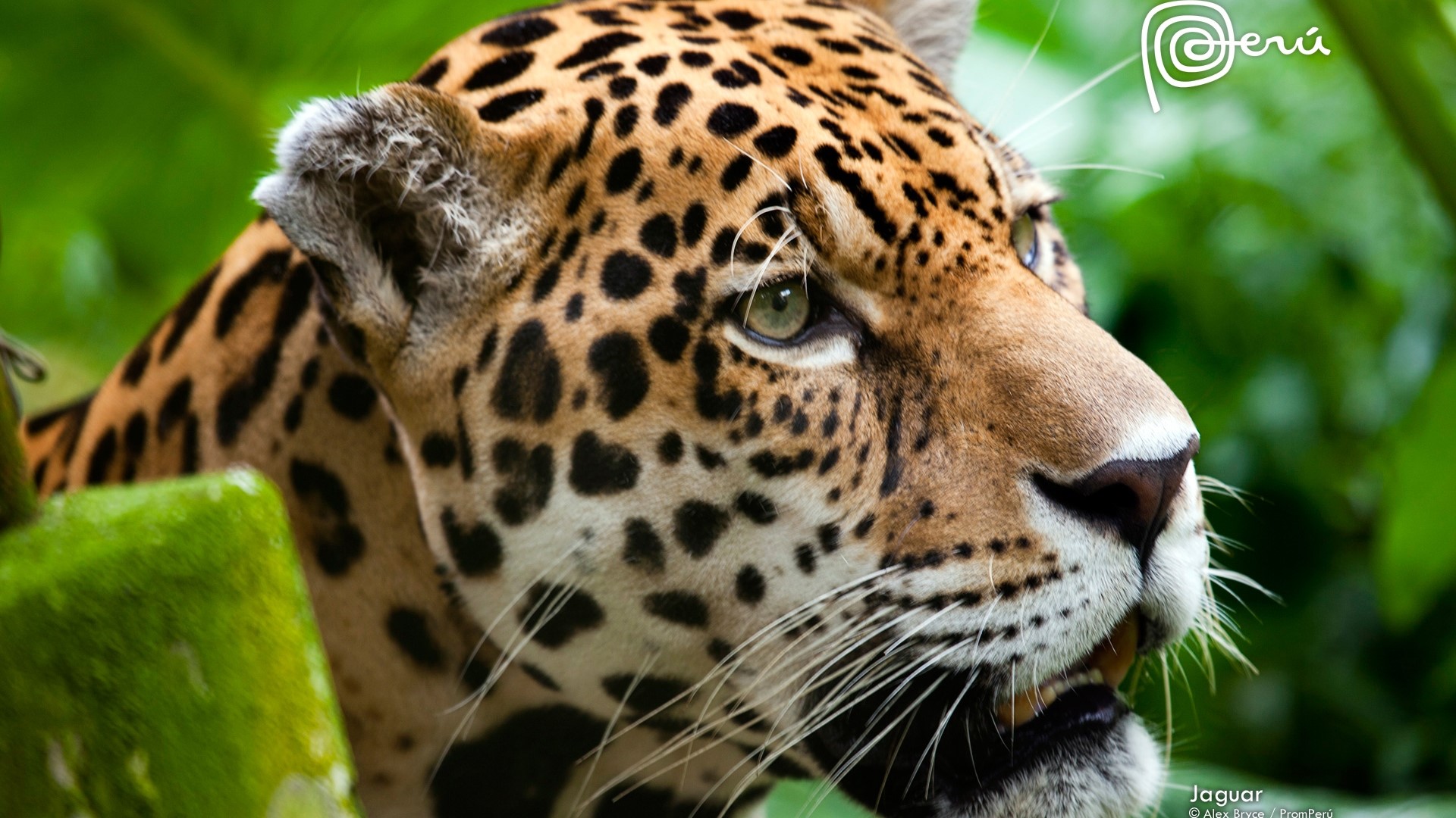 Jaguar in Peru HD Wallpaper