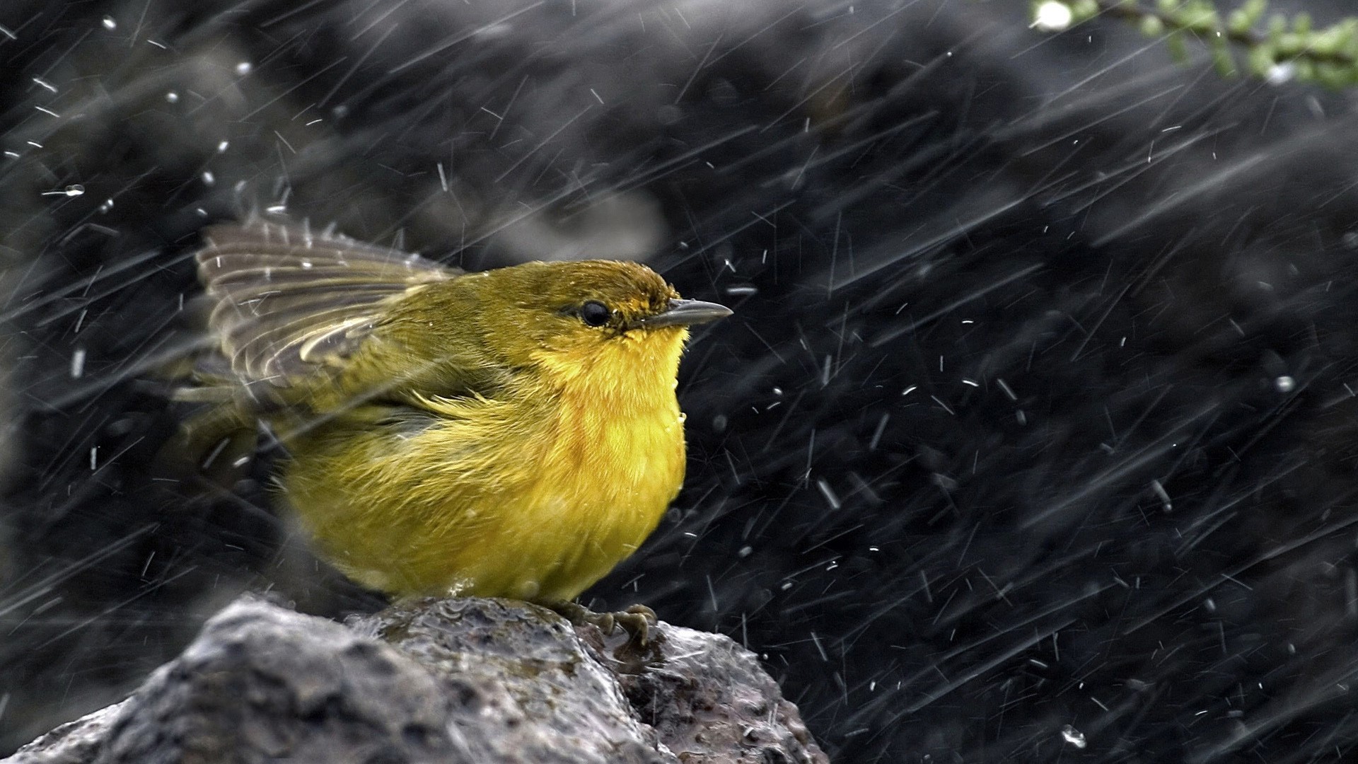 Yellow bird sitting on a rock in the rain HD Wallpaper