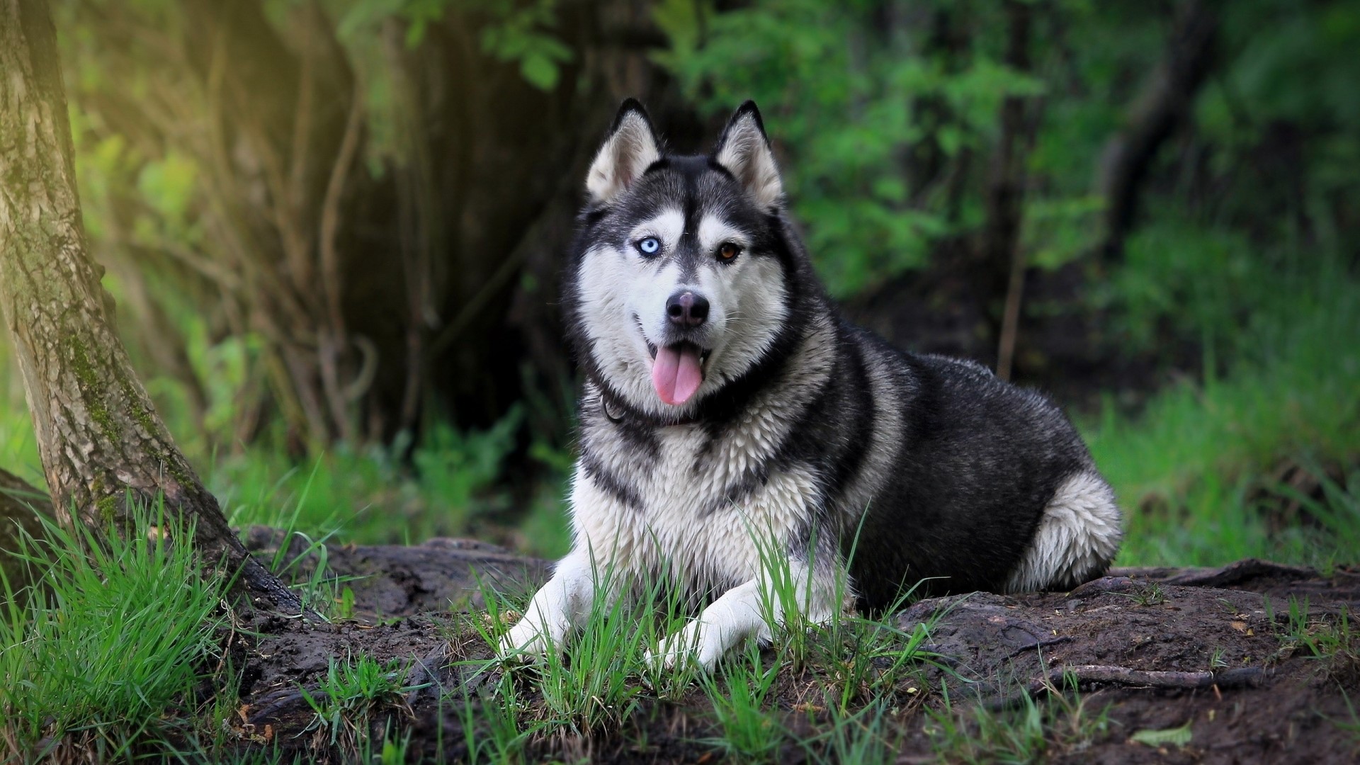 Siberian Husky dog with heterochromia in a forest HD Wallpaper