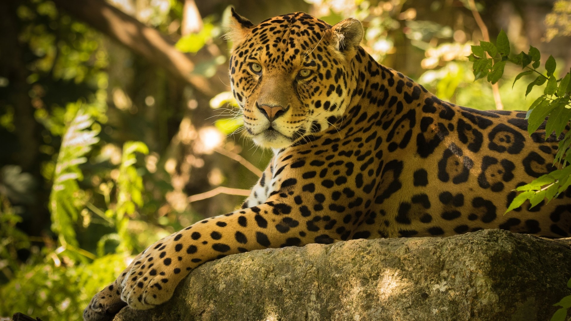 Chincha the Jaguar on a Rock HD Wallpaper