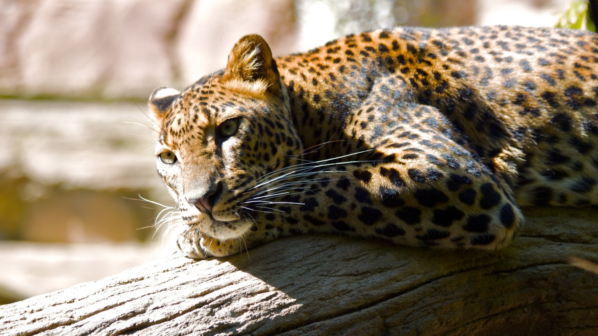 Leopard resting on a tree branch HD Wallpaper