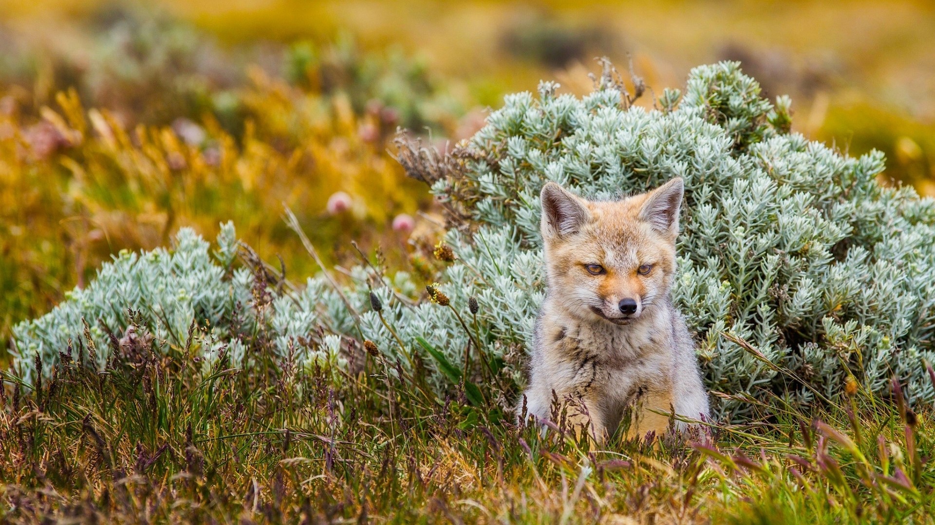 Fox sitting in tall grass and bushes HD Wallpaper