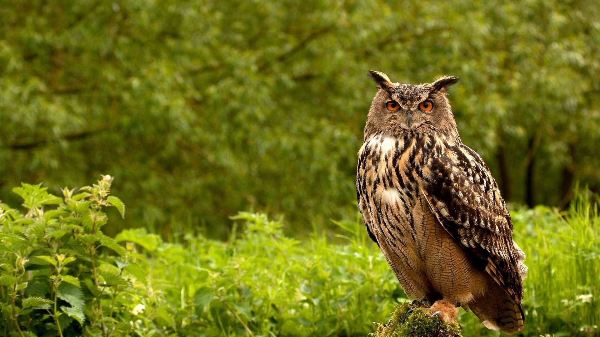 Eurasian Eagle-Owl perched on a mossy stump HD Wallpaper