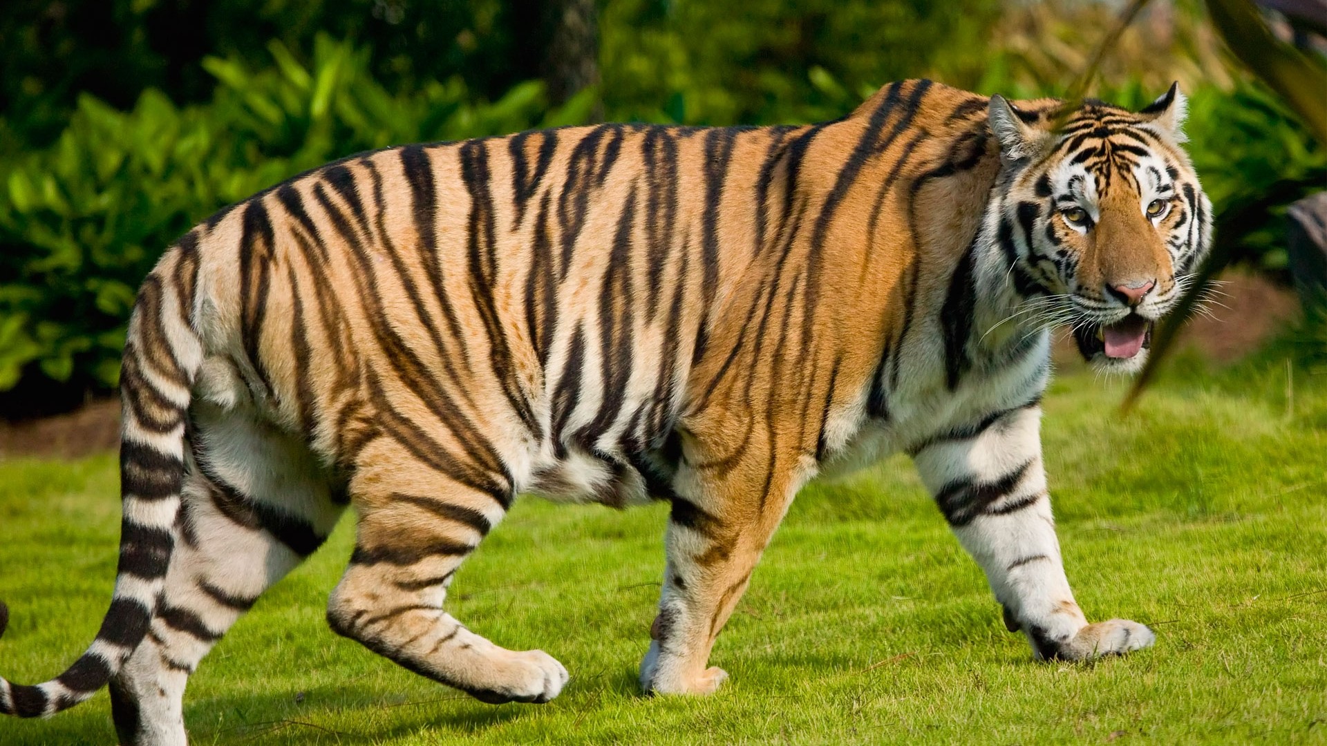 Tiger walking on grass HD Wallpaper