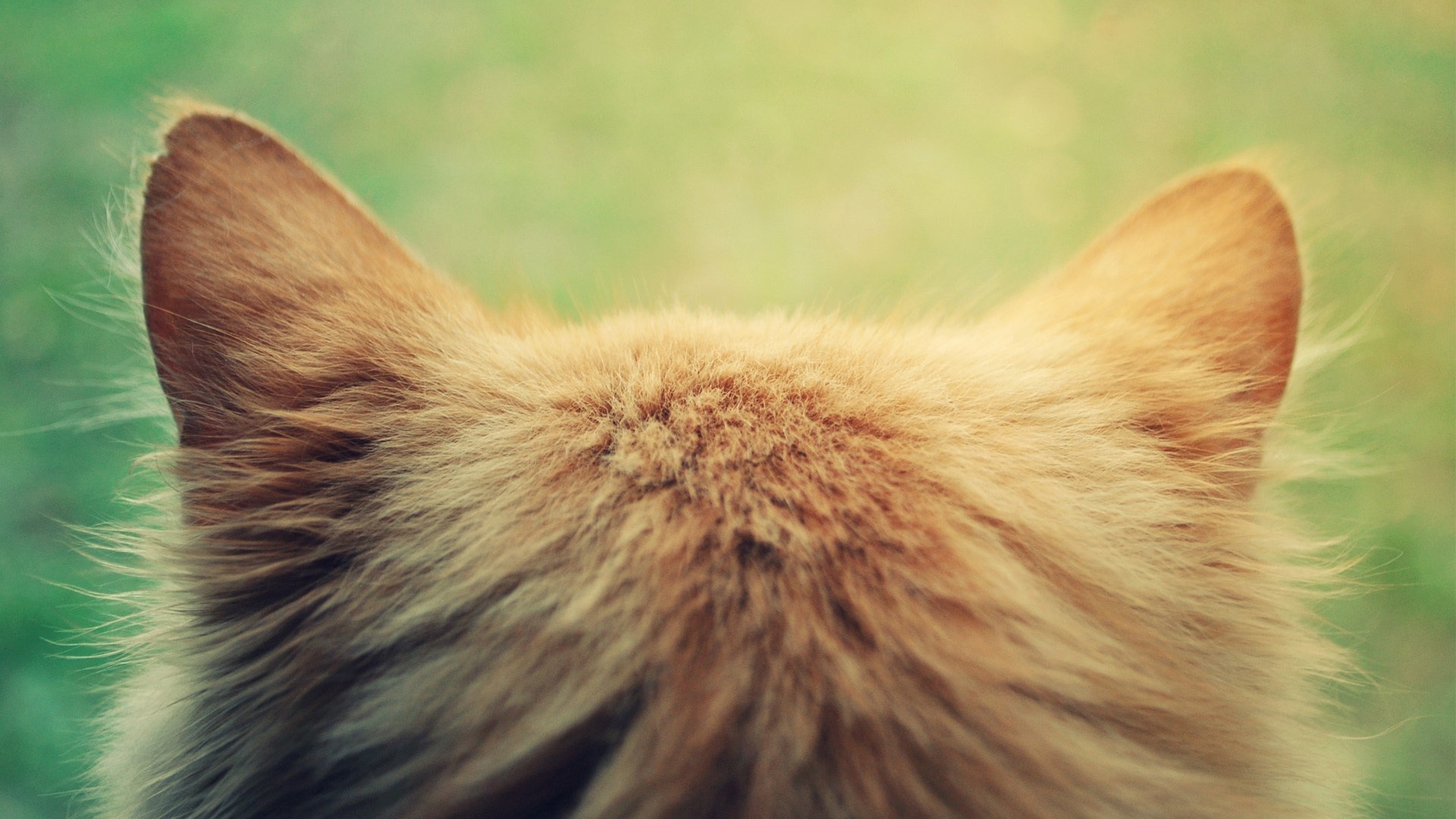 Close-up of a ginger cat's ears HD Wallpaper