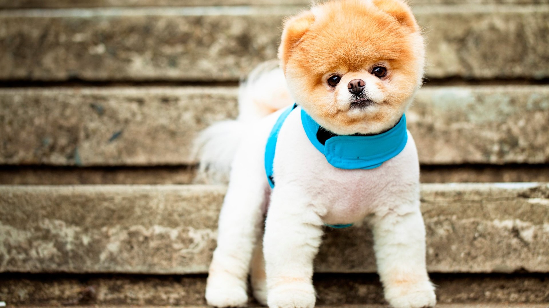 Boo the Pomeranian dog HD Wallpaper