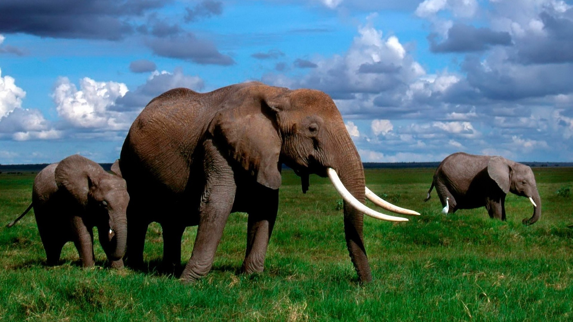 African Elephants in a Grassy Field HD Wallpaper
