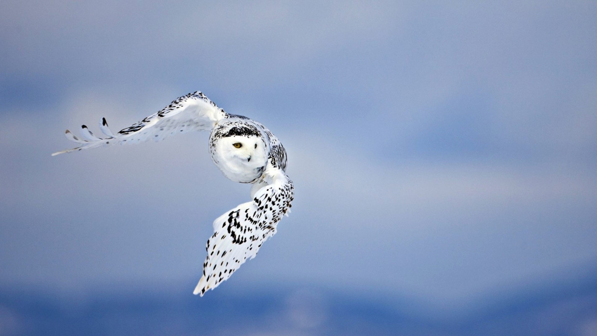 Snowy Owl in Flight HD Wallpaper