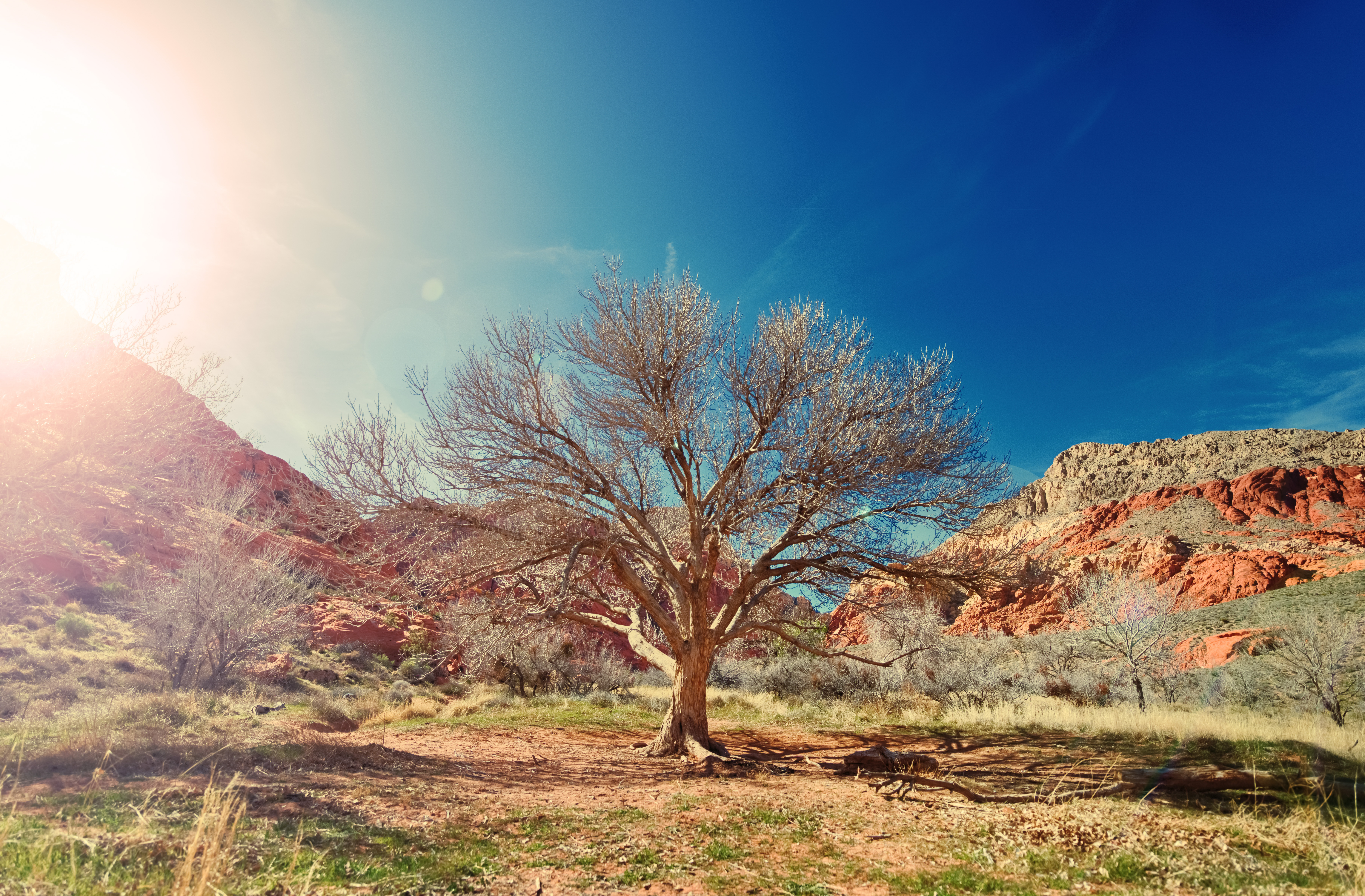 Desert landscape with a dry tree and mountains HD Wallpaper