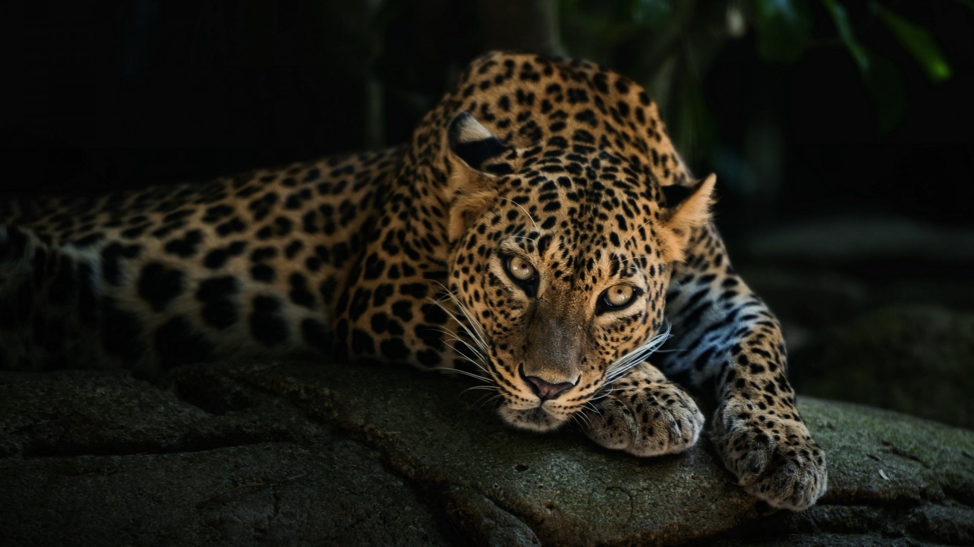 Leopard resting on a rock HD Wallpaper