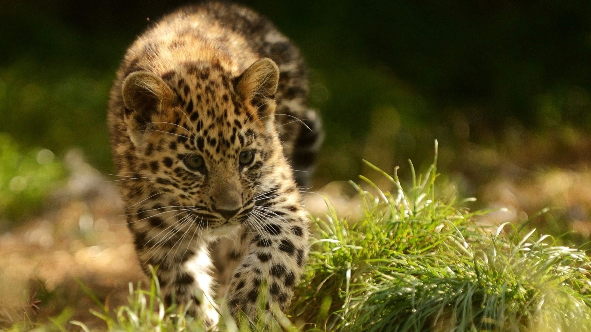 Leopard cub walking in grass HD Wallpaper