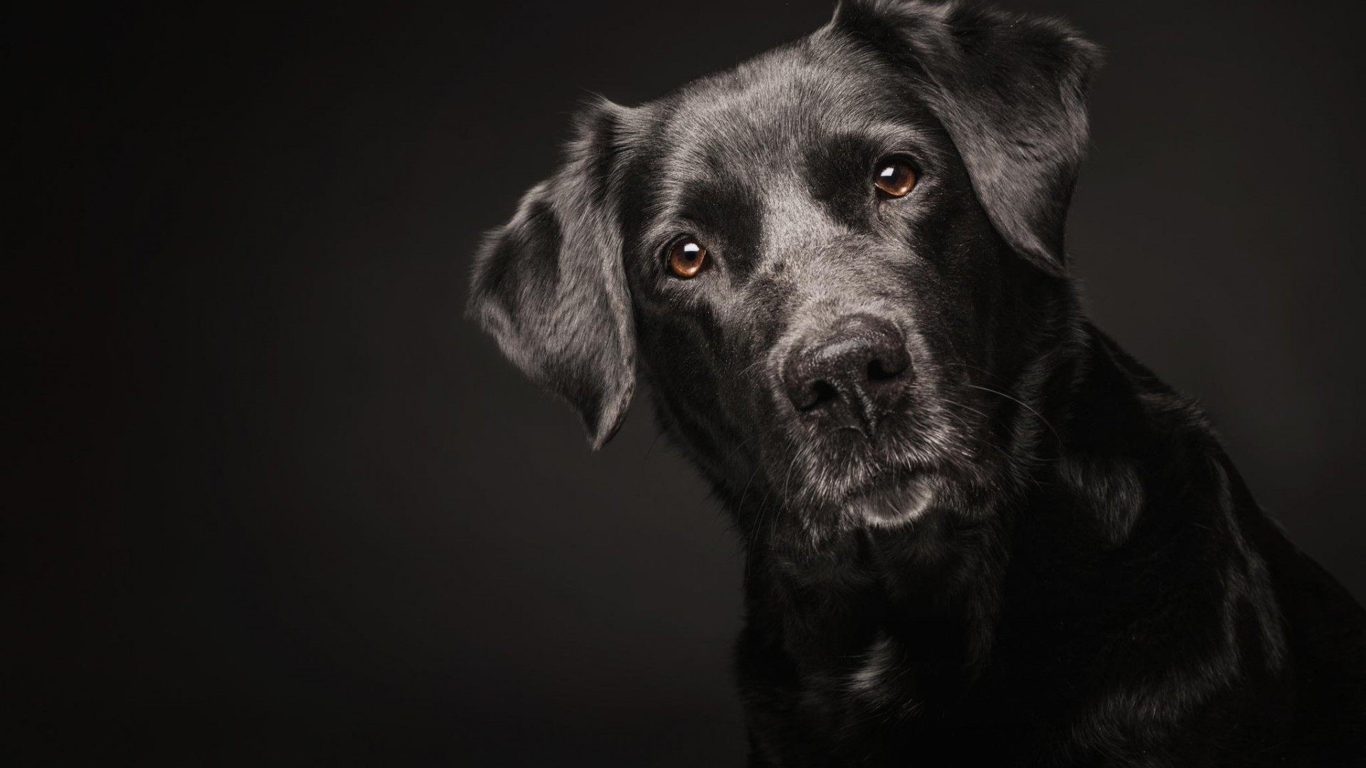 Black Labrador dog with head tilted HD Wallpaper