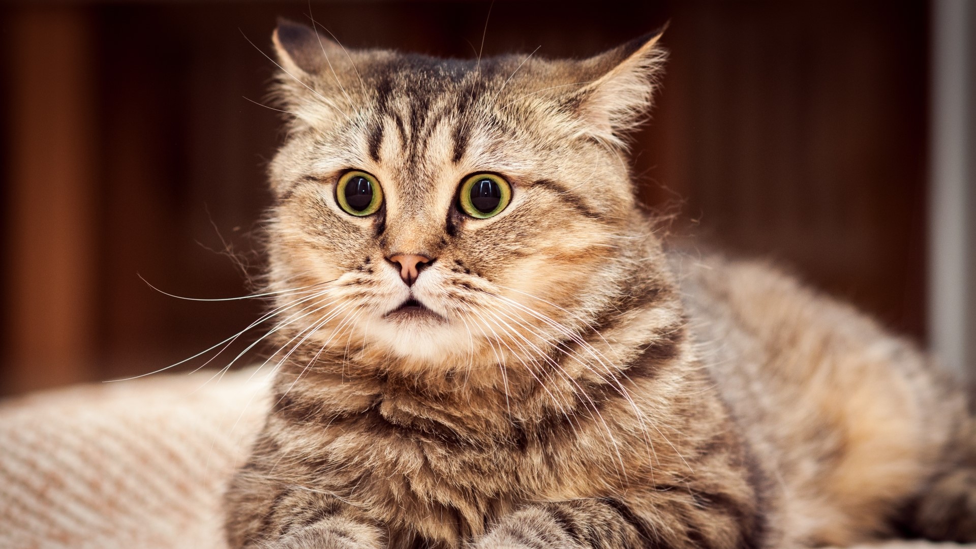 Close-up of a surprised tabby cat face HD Wallpaper