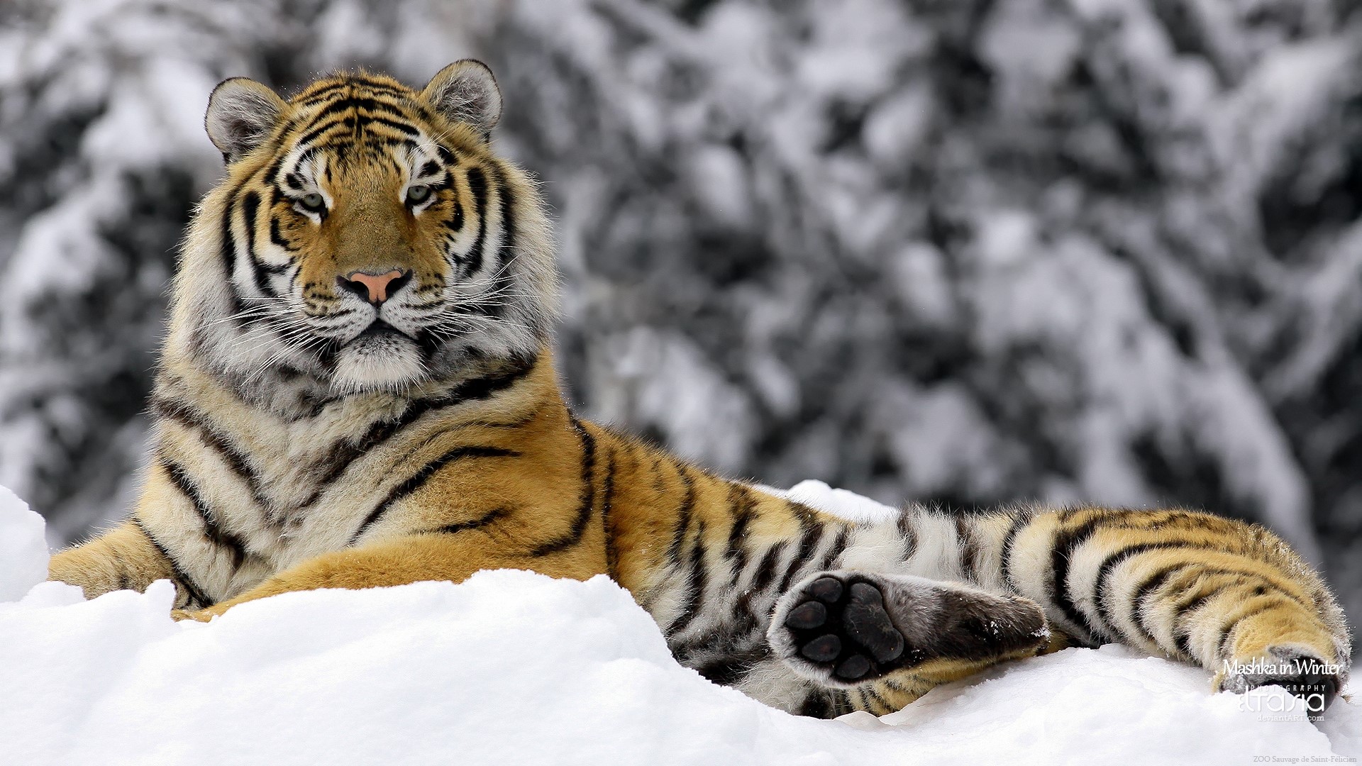 Tiger in Snow HD Wallpaper