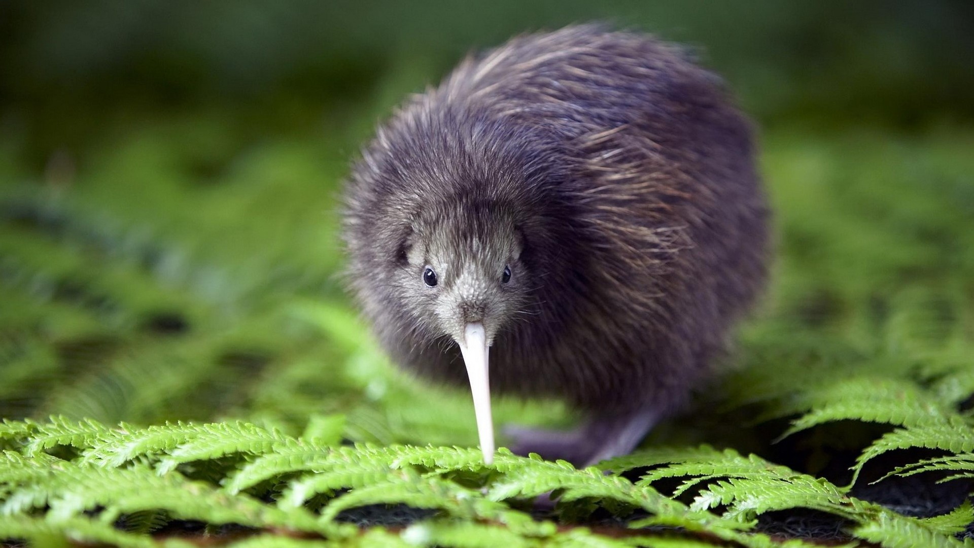 Kiwi bird on green ferns HD Wallpaper