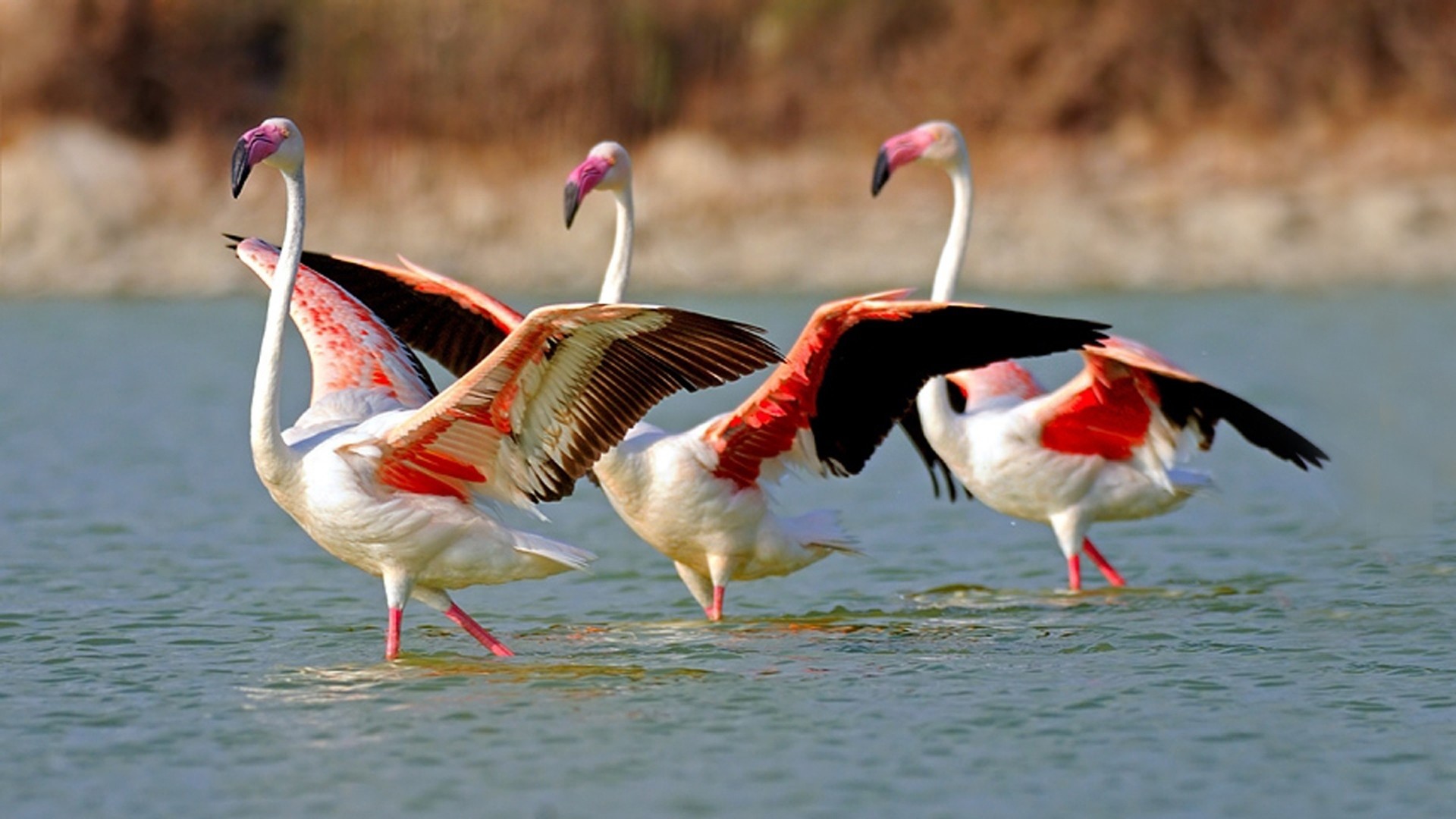 Flamingos wading in a lake HD Wallpaper