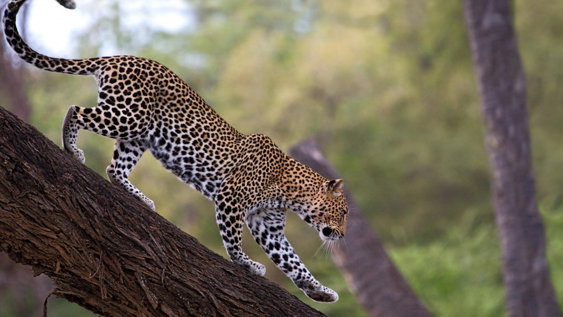 Leopard climbing on a tree branch HD Wallpaper