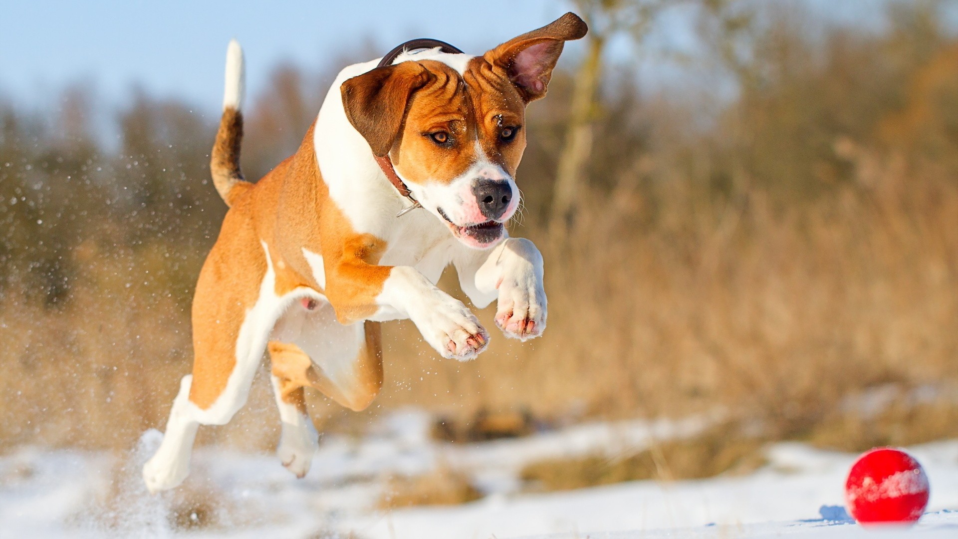 Brown and white pitbull dog running in snow HD Wallpaper