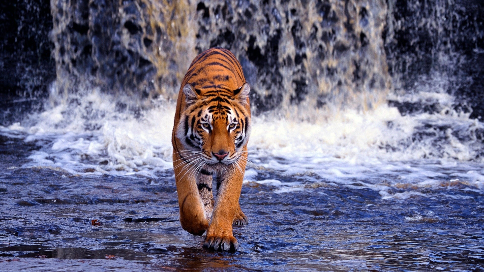 Tiger walking through water near a waterfall HD Wallpaper