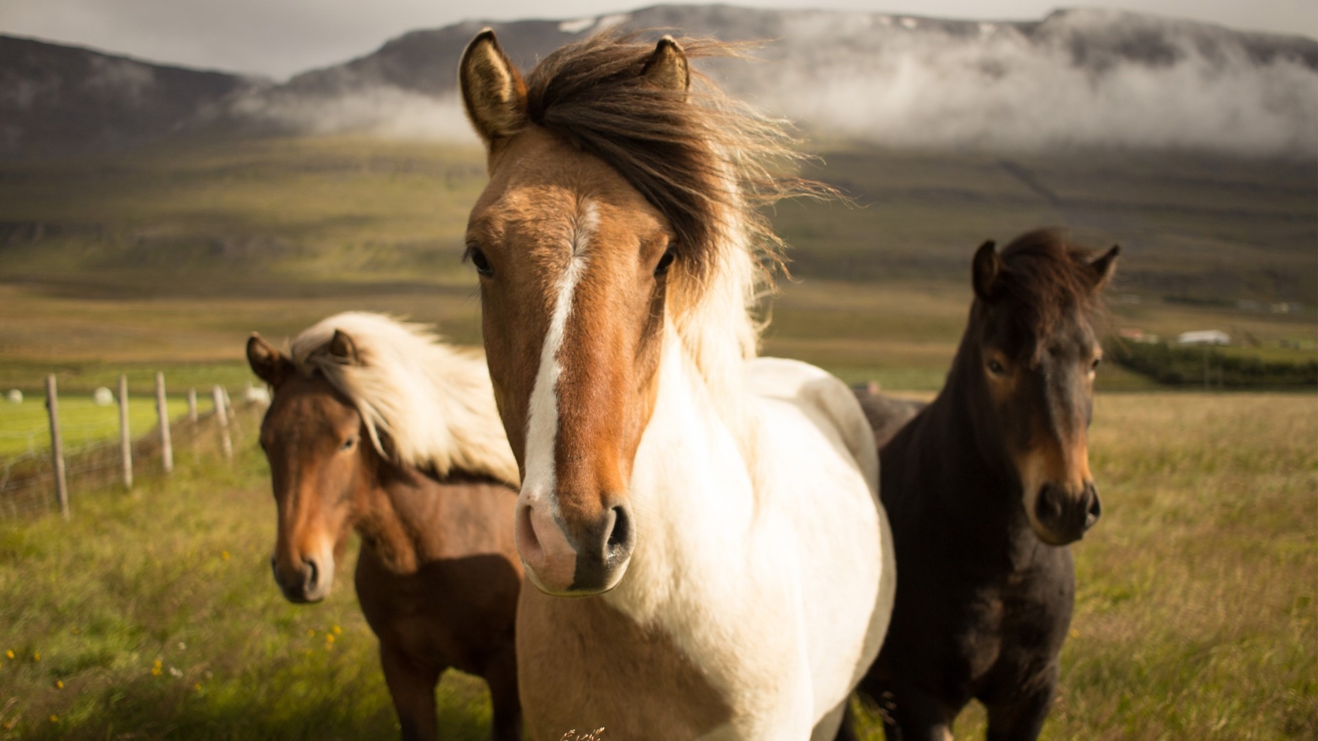Three Icelandic horses in a field HD Wallpaper