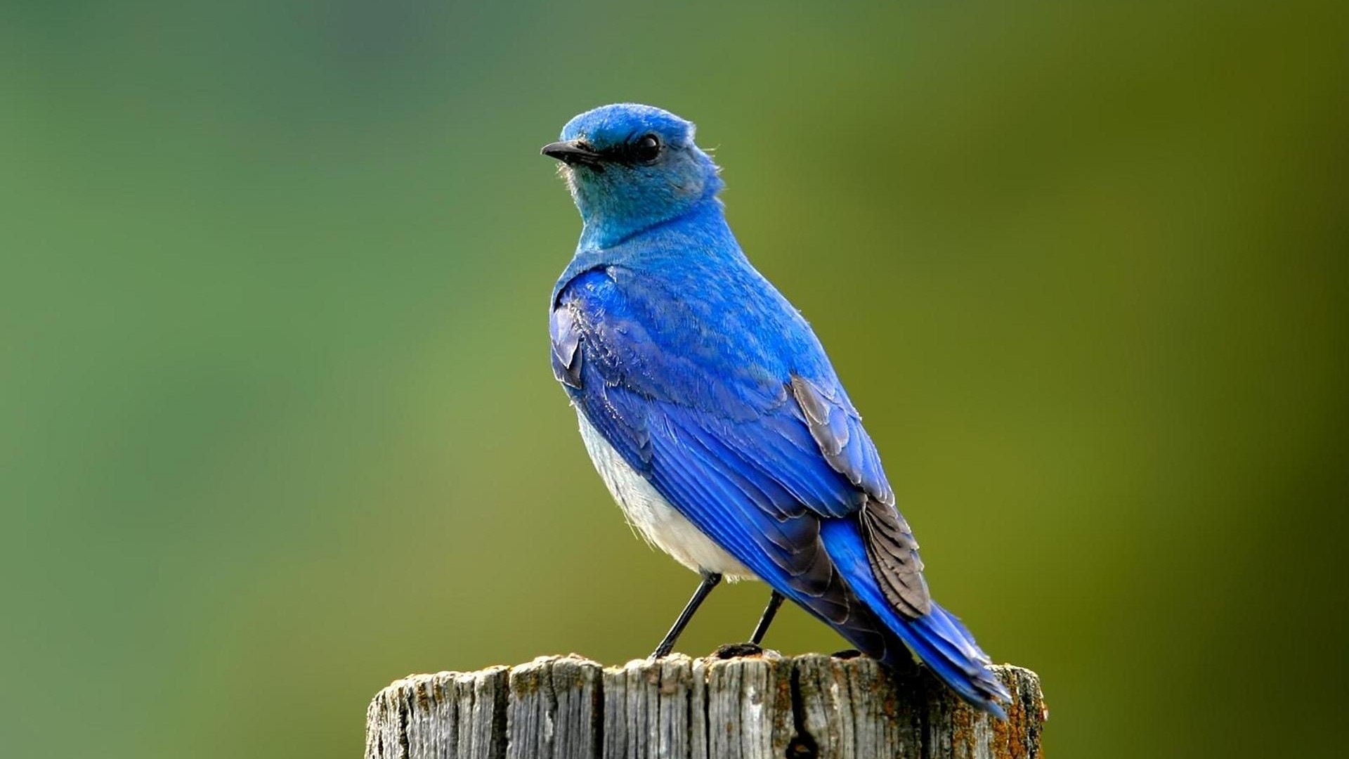 Blue bird perched on a wooden post HD Wallpaper
