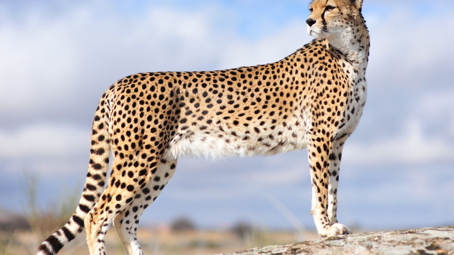 Cheetah standing on a rock HD Wallpaper