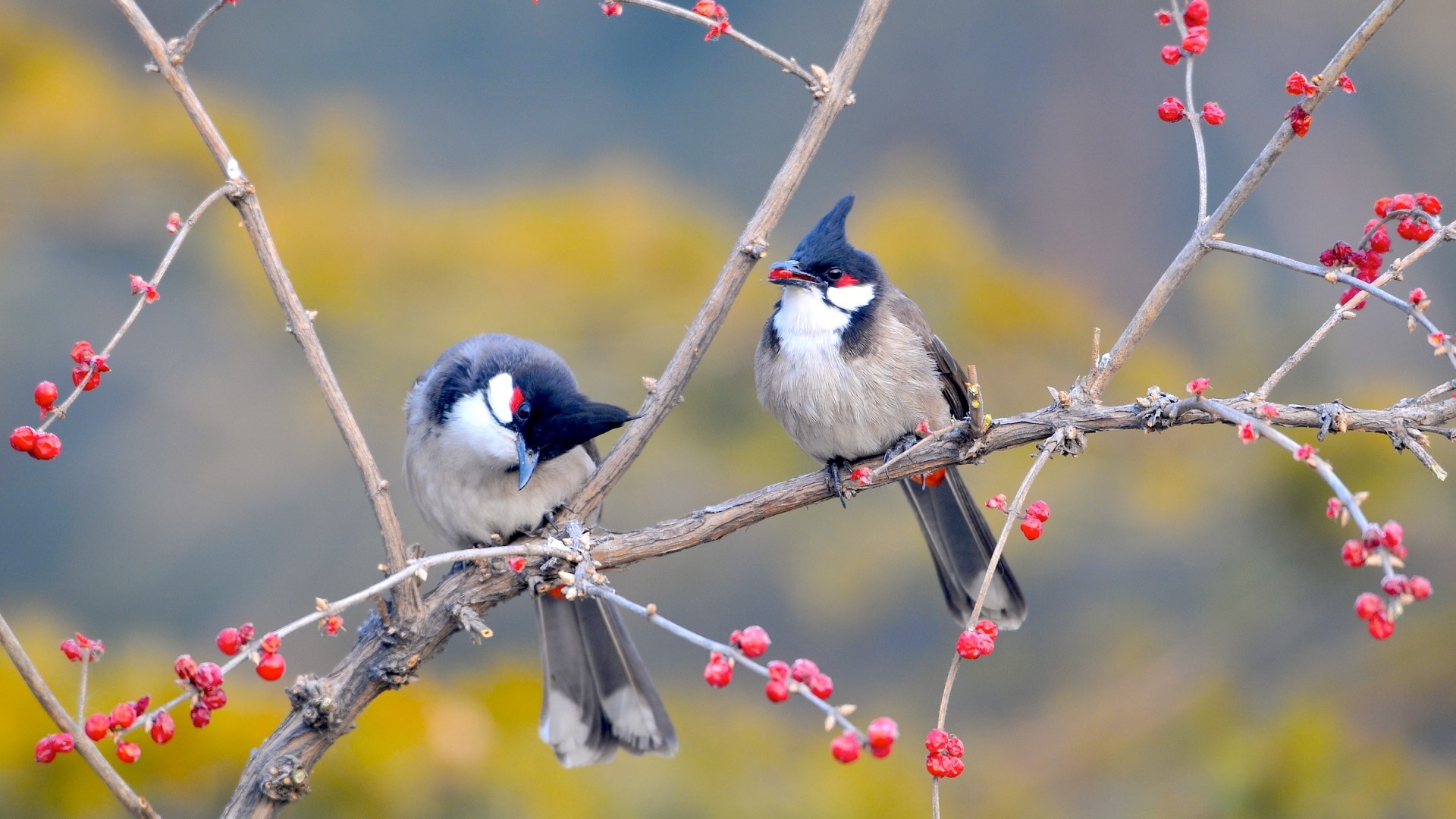 Two Red Whiskered Bulbuls on a Branch HD Wallpaper