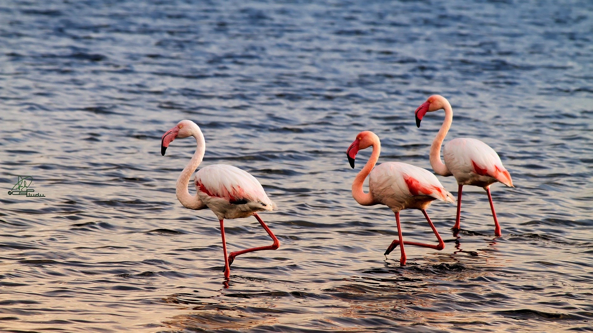 Three Flamingos Walking in Water HD Wallpaper