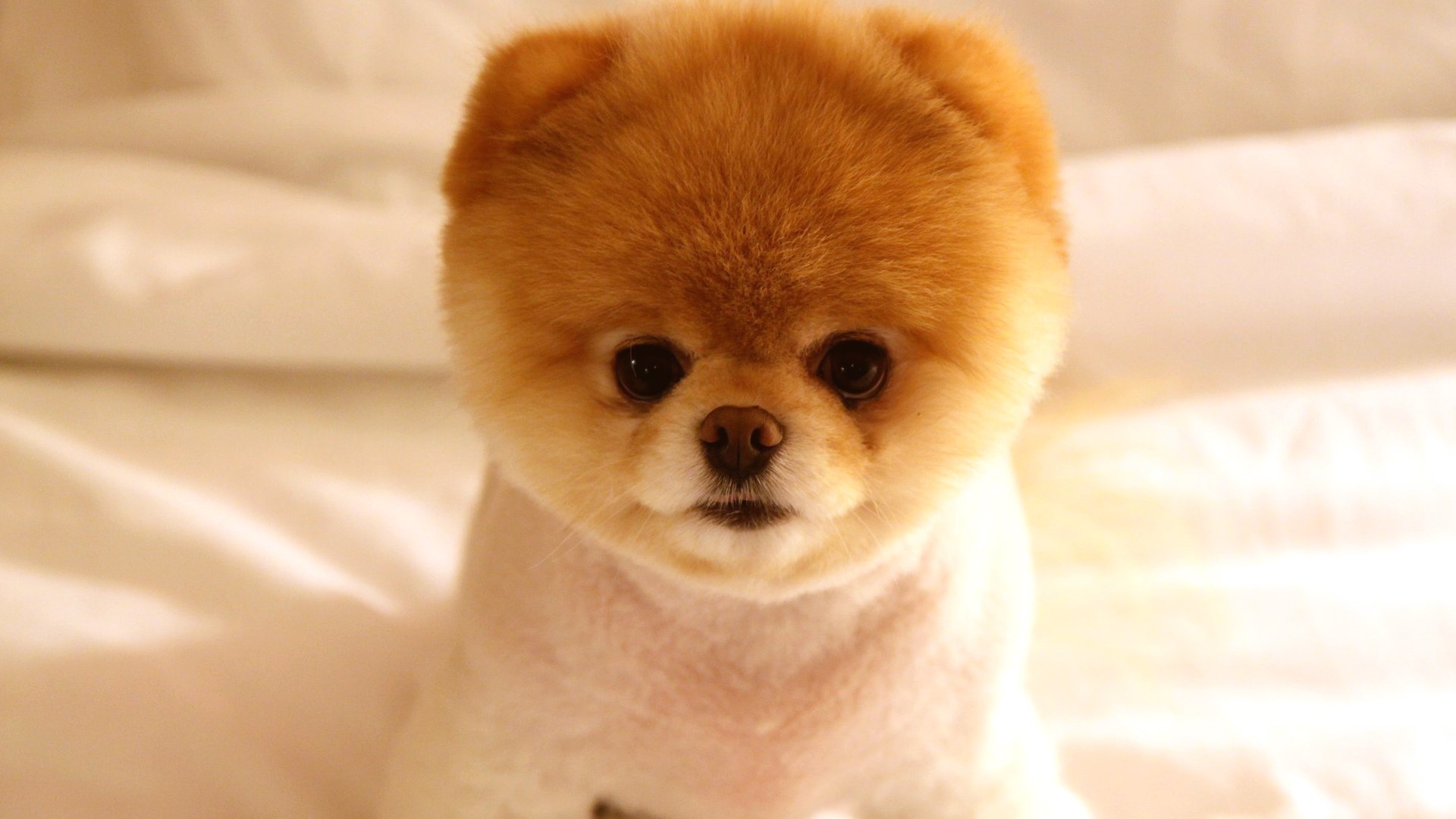 Cute Pomeranian dog Boo HD Wallpaper