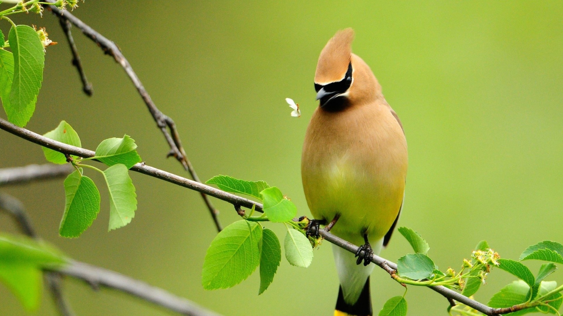 Cedar Waxwing bird on a branch with a moth HD Wallpaper