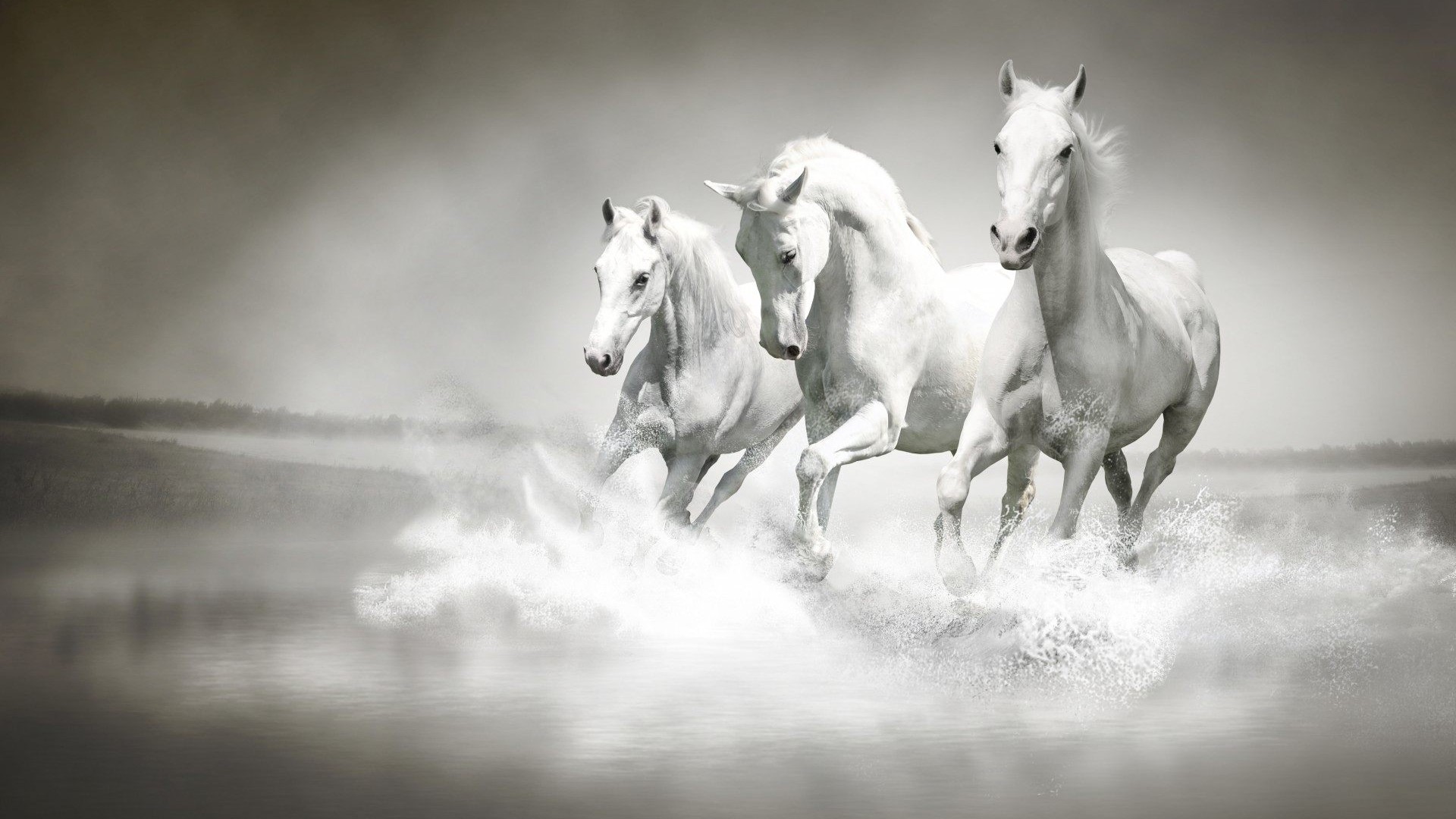 Three white horses running through water HD Wallpaper