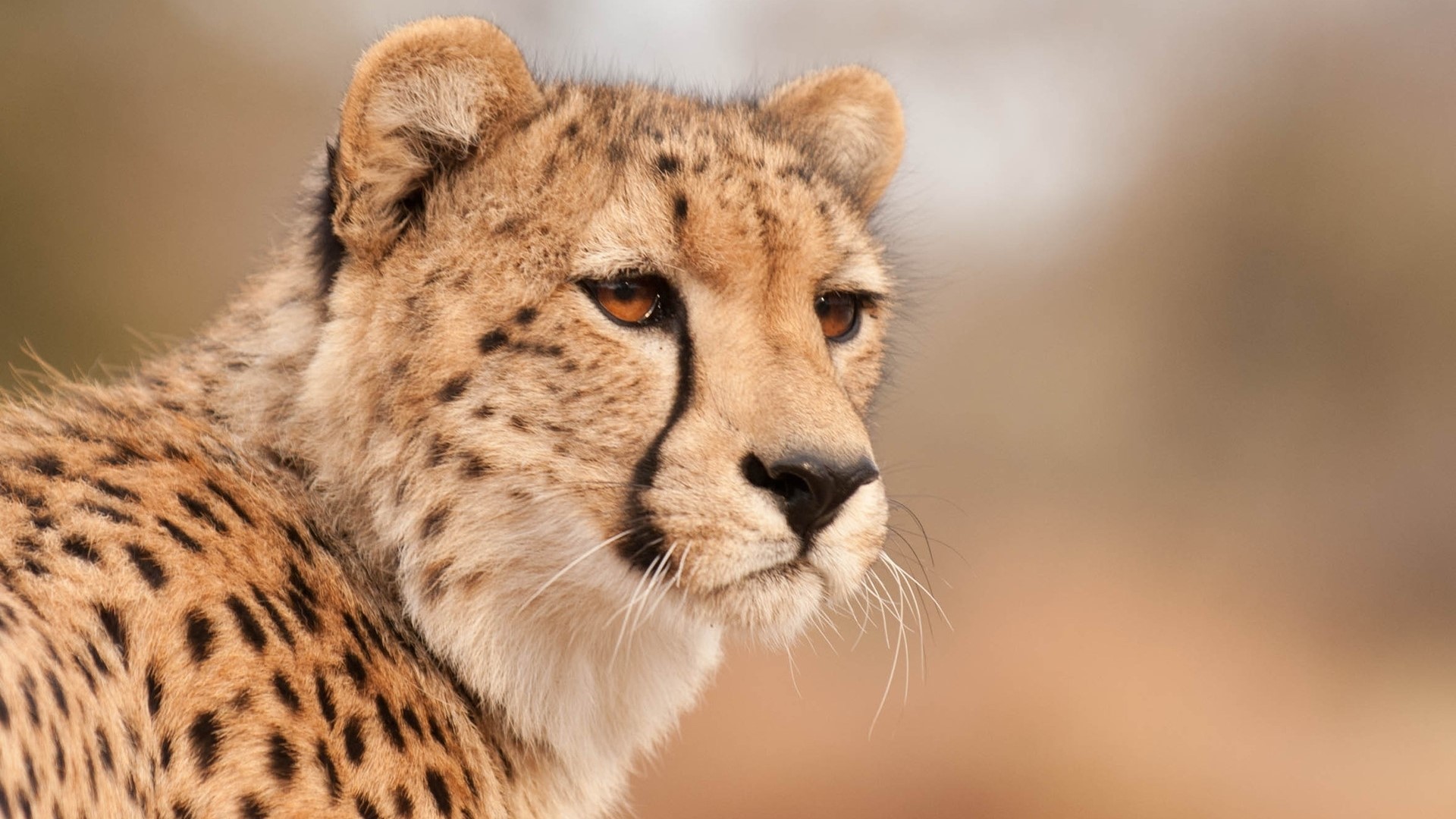 Cheetah in natural habitat HD Wallpaper