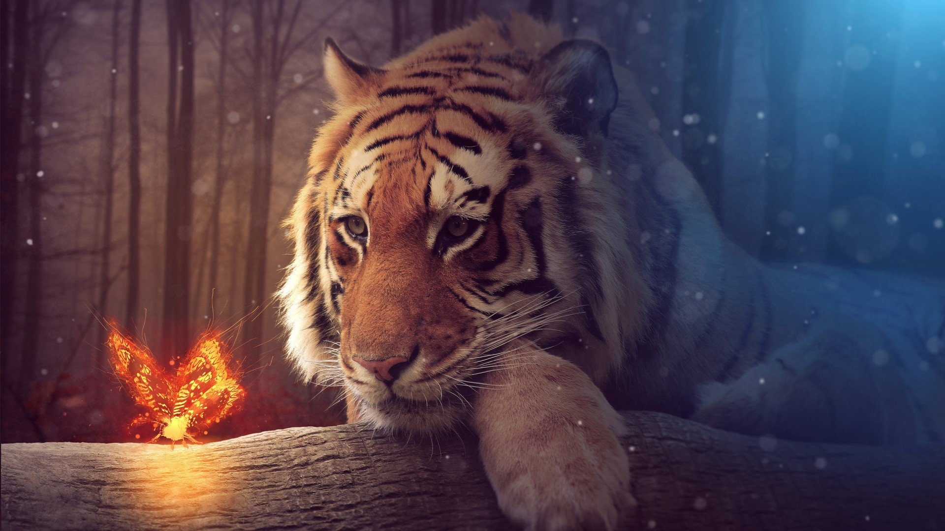 Tiger and glowing butterfly on a log HD Wallpaper