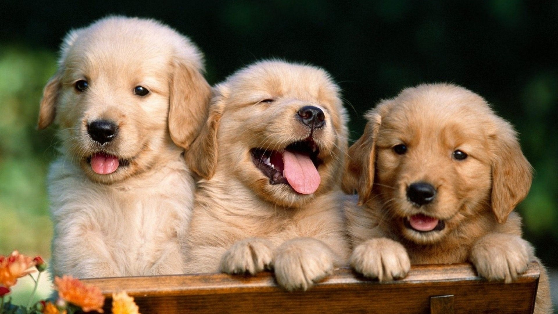 Three Golden Retriever Puppies in a Wooden Box HD Wallpaper