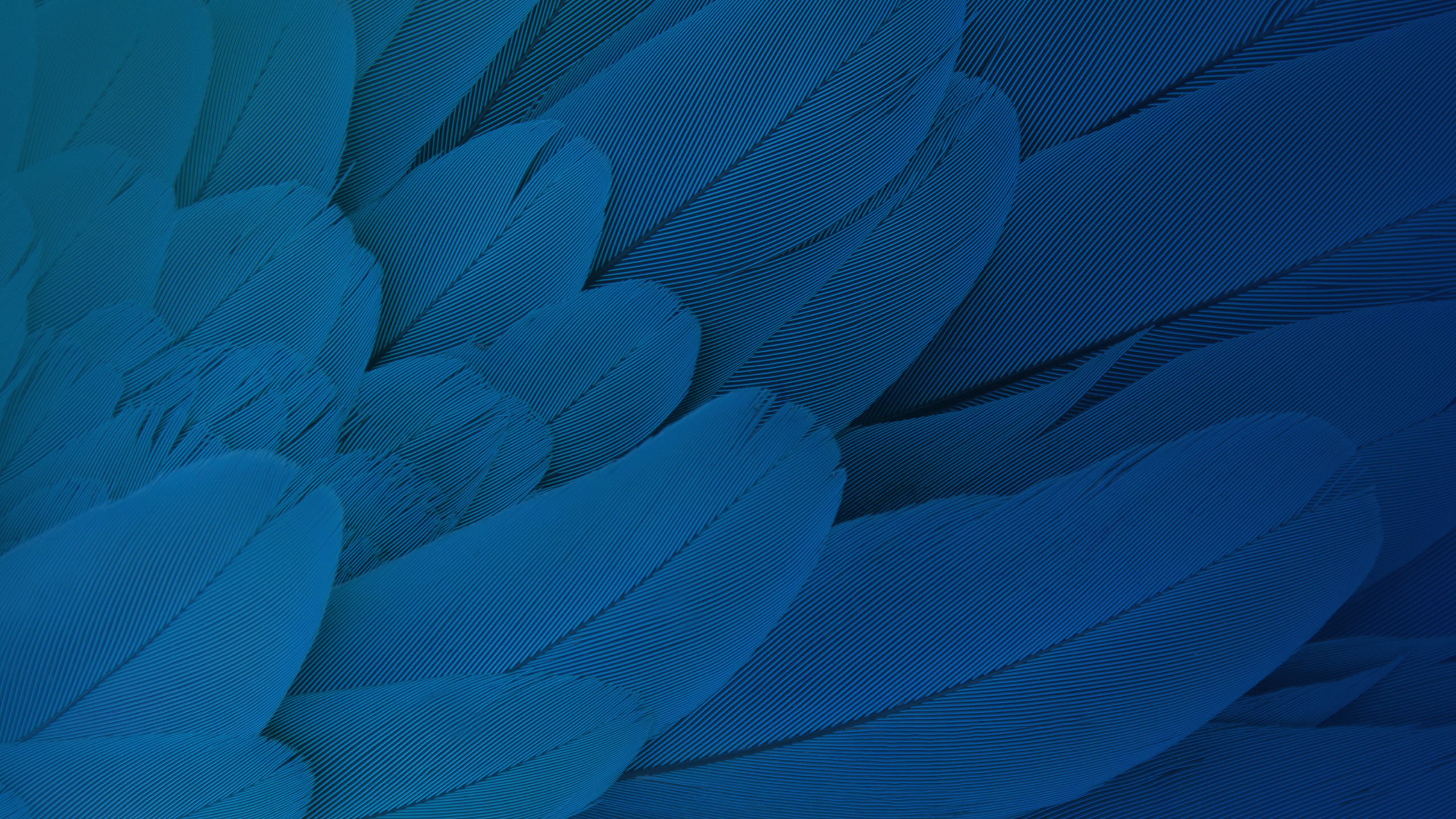 Stock, Feathers HD Wallpaper