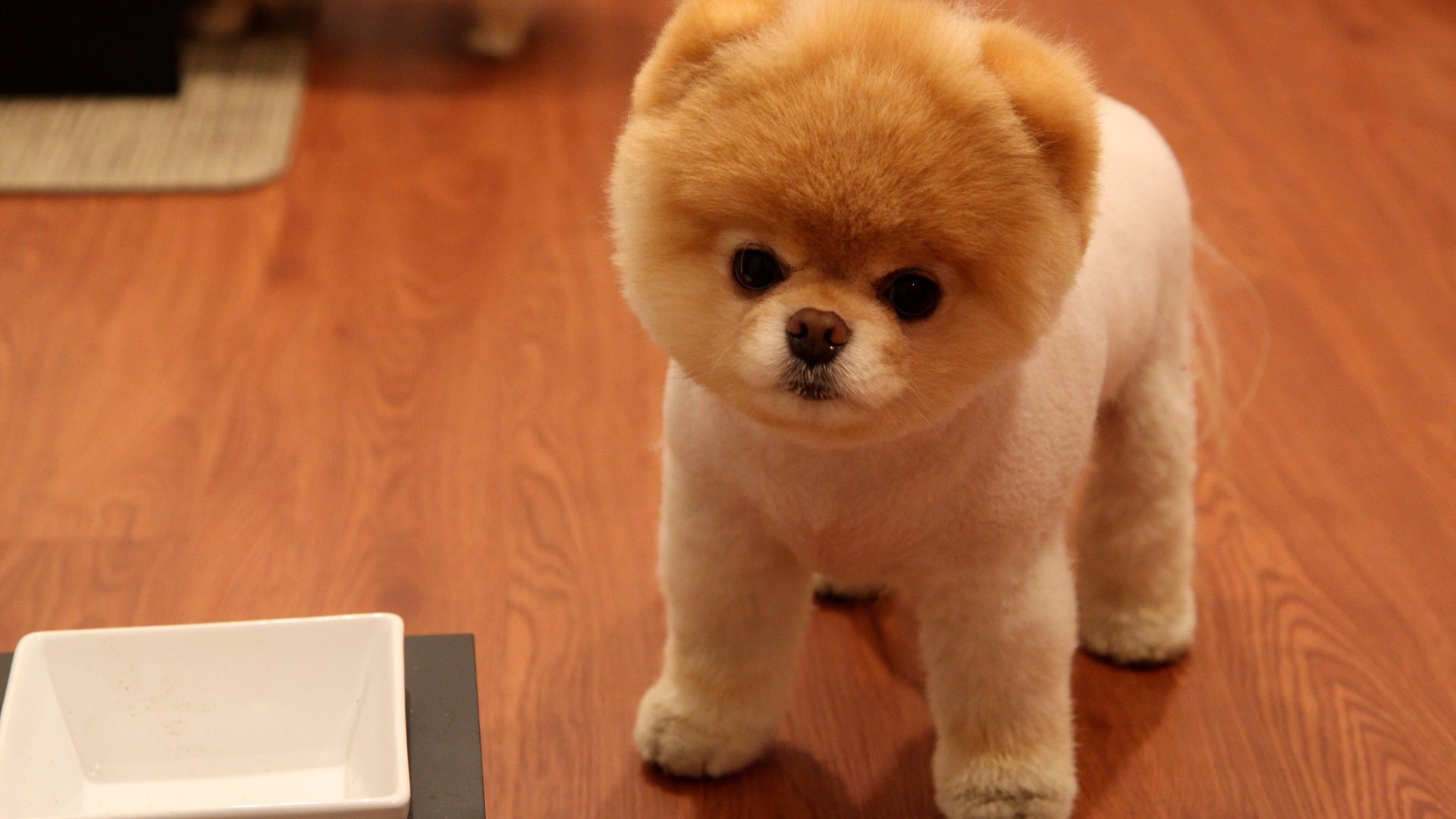Cute Pomeranian Dog HD Wallpaper