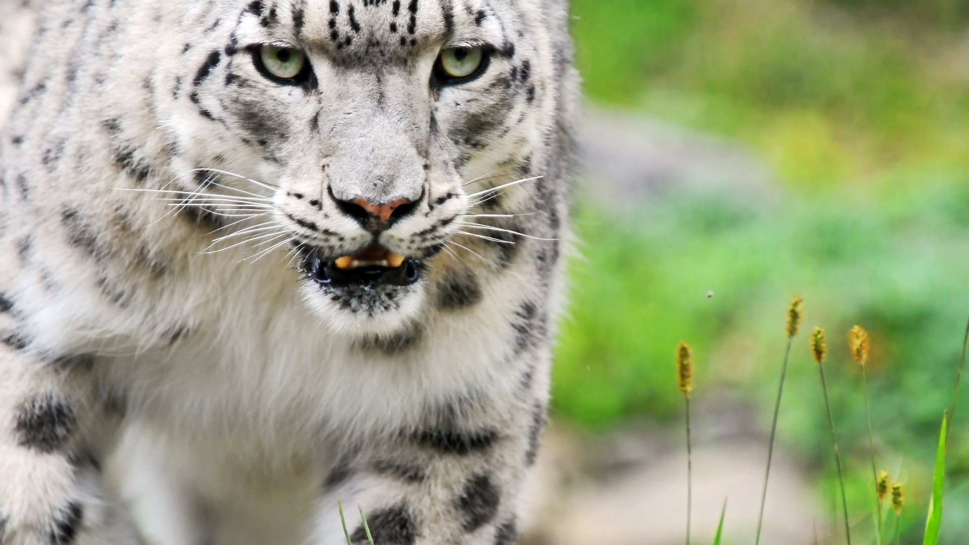 Snow Leopard Close-up Portrait HD Wallpaper