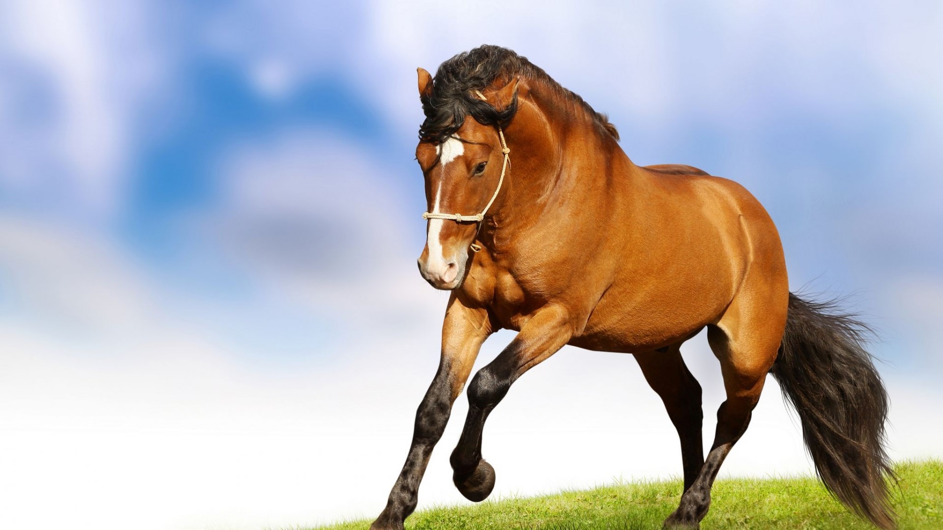 Brown horse running on grass with blue sky HD Wallpaper