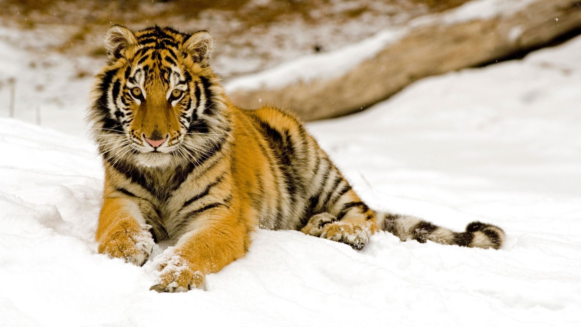 Tiger lying in the snow HD Wallpaper