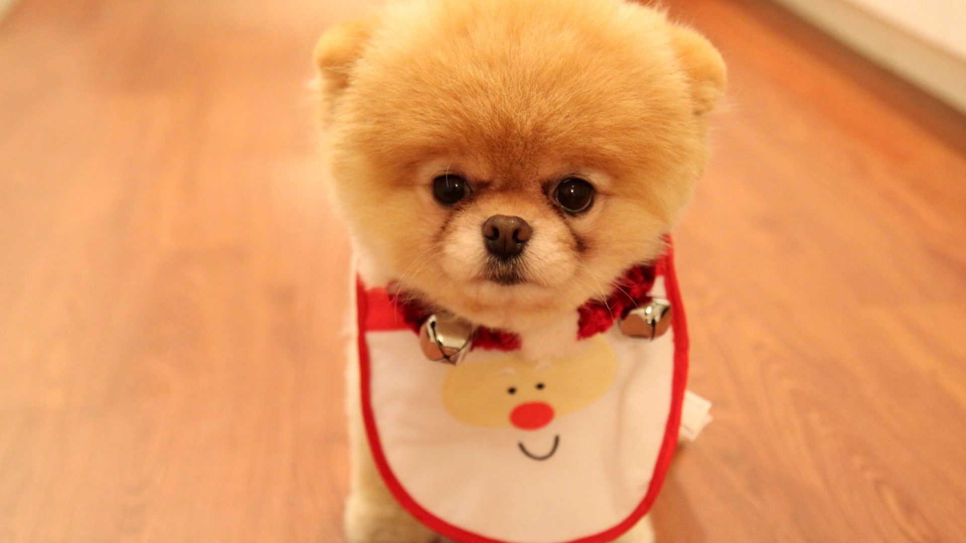 Cute Pomeranian dog wearing a Christmas bib HD Wallpaper