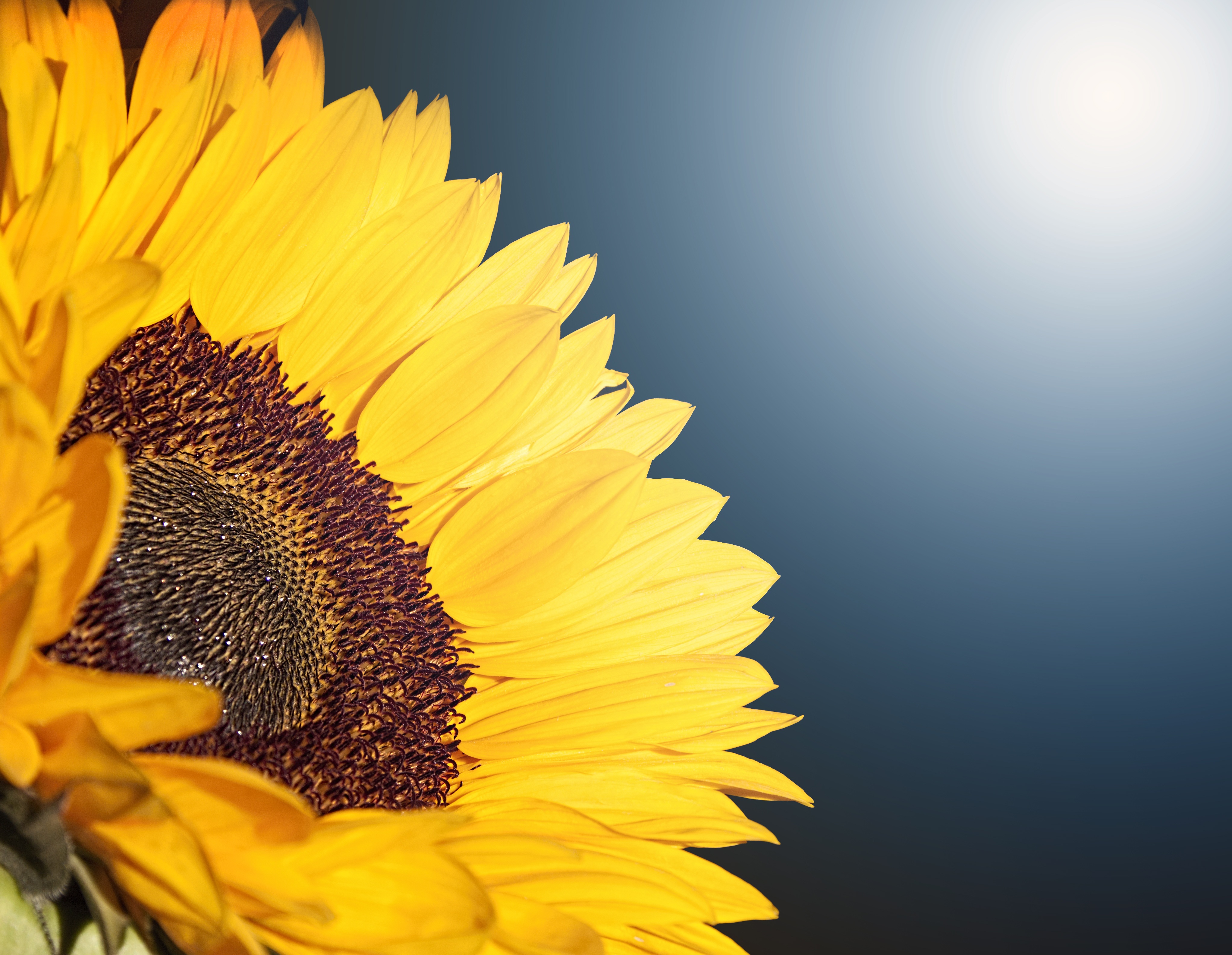 Sunflower in 4K Sunlight HD Wallpaper