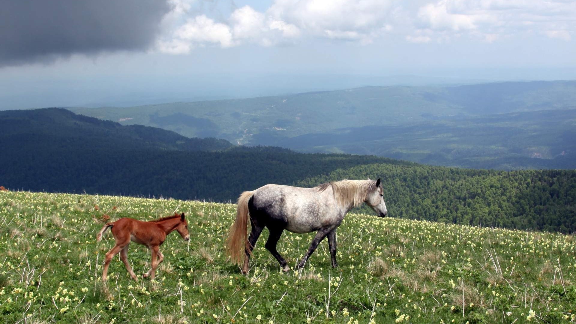 Mother and foal horses in a grassy mountain meadow HD Wallpaper