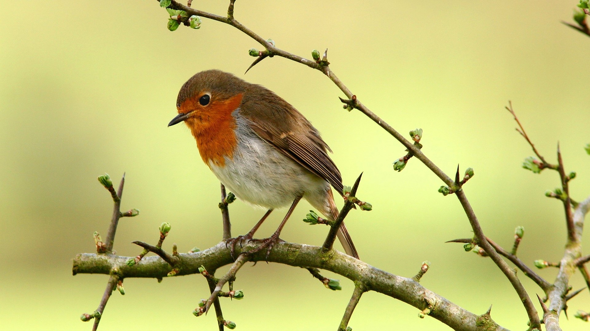 Robin perched on a thorny branch HD Wallpaper