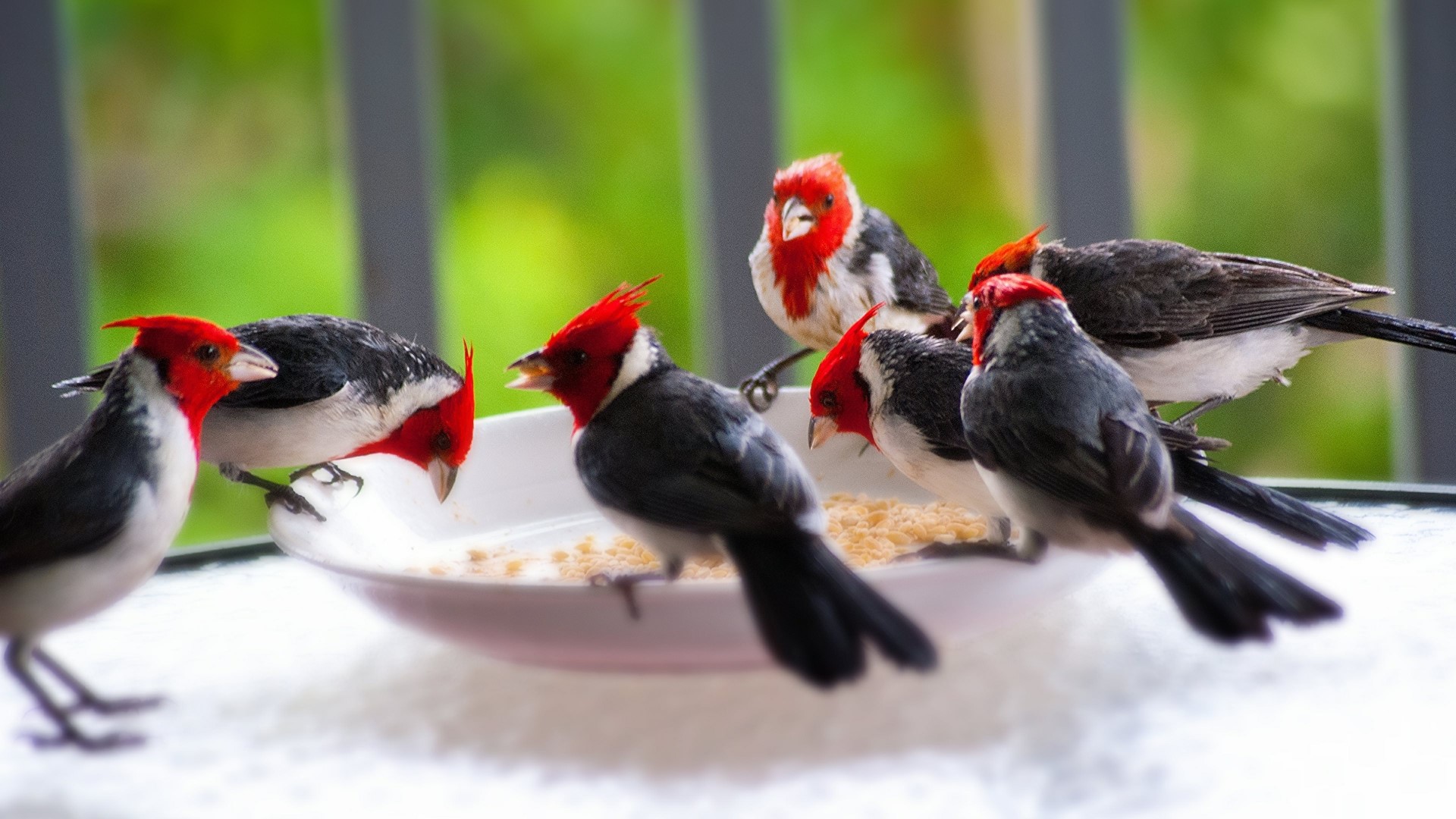 Group of Red-crested Cardinals eating from a bowl HD Wallpaper