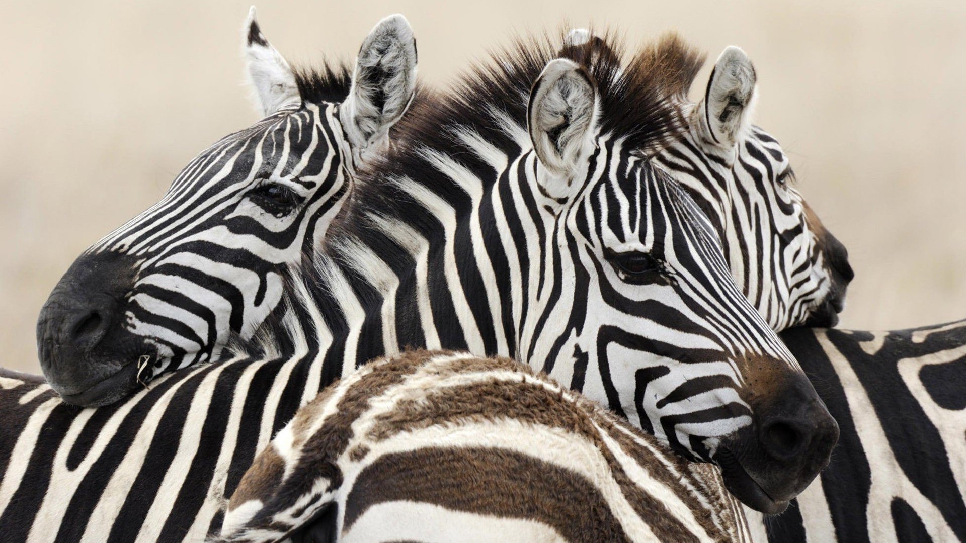 Close-up of two zebras resting together HD Wallpaper