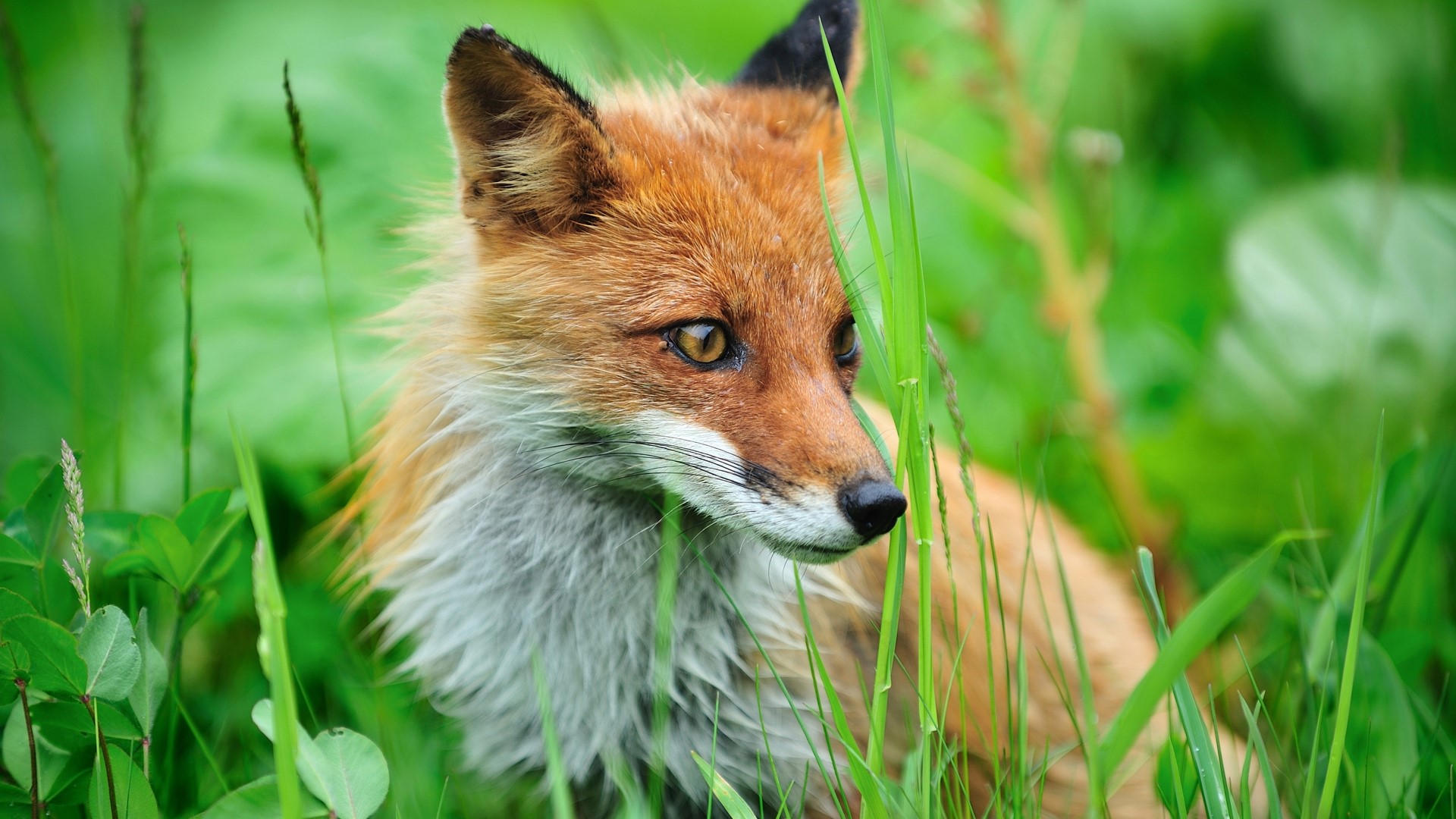 Red Fox in green grass HD Wallpaper